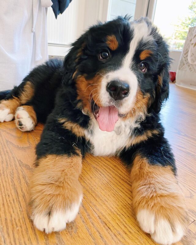Bernese Mountain Dog puppies for sale