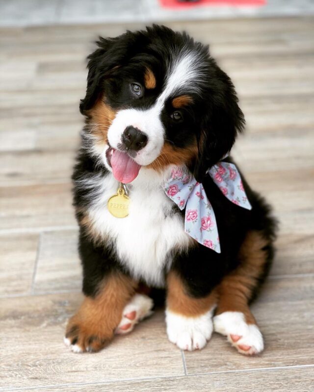 Bernese Mountain Dog puppies for sale