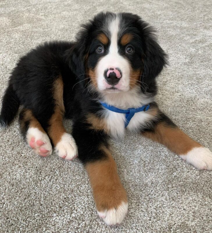 Bernese Mountain Dog puppies for sale